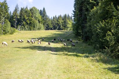 Ukrayna Karpatları 'nın dağlık çayırında koyun sürüsü