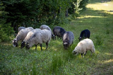 Ukrayna Karpatları 'nın dağlık çayırında koyun sürüsü