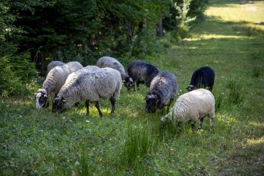 Ukrayna Karpatları 'nın dağlık çayırında koyun sürüsü