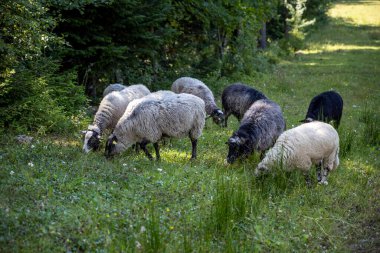 Ukrayna Karpatları 'nın dağlık çayırında koyun sürüsü