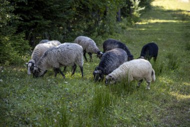 Ukrayna Karpatları 'nın dağlık çayırında koyun sürüsü