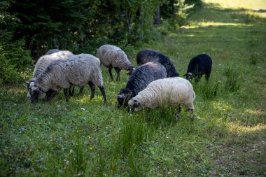 Ukrayna Karpatları 'nın dağlık çayırında koyun sürüsü