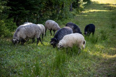 Ukrayna Karpatları 'nın dağlık çayırında koyun sürüsü