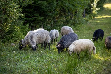 Ukrayna Karpatları 'nın dağlık çayırında koyun sürüsü
