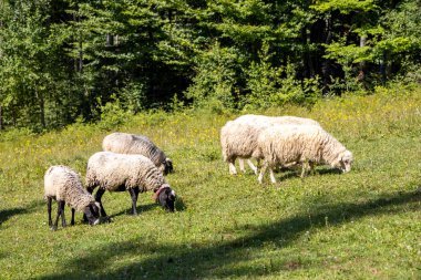 Ukrayna Karpatları 'nın dağlık çayırında koyun sürüsü