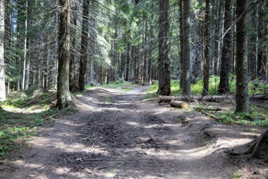 Ukrayna Karpatlarının Dağ Ormanı.