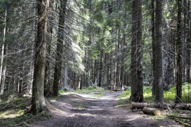 Ukrayna Karpatlarının Dağ Ormanı.