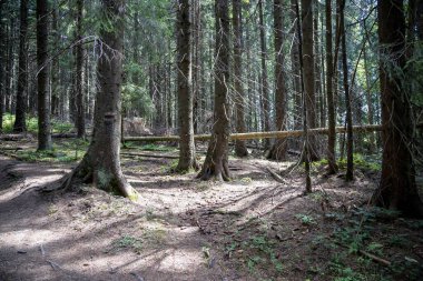 Ukrayna Karpatlarının Dağ Ormanı.
