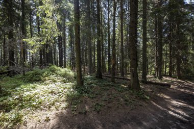 Ukrayna Karpatlarının Dağ Ormanı.
