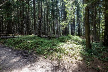 Ukrayna Karpatlarının Dağ Ormanı.