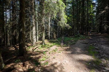 Ukrayna Karpatlarının Dağ Ormanı.