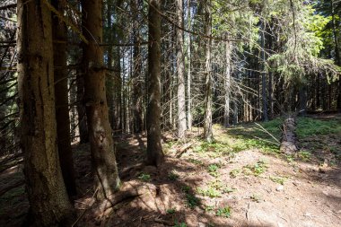 Ukrayna Karpatlarının Dağ Ormanı.