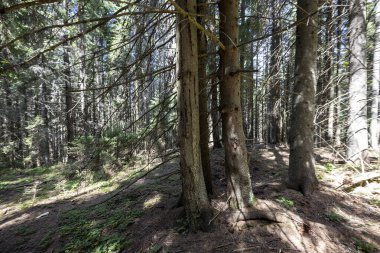 Ukrayna Karpatlarının Dağ Ormanı.