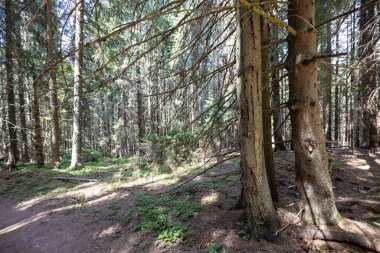 Ukrayna Karpatlarının Dağ Ormanı.