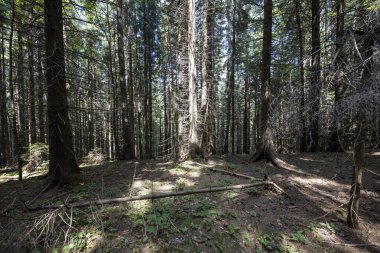 Ukrayna Karpatlarının Dağ Ormanı.