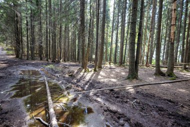 Ukrayna Karpatlarının Dağ Ormanı.