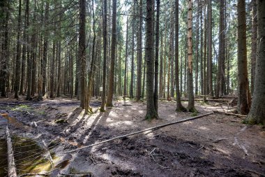Ukrayna Karpatlarının Dağ Ormanı.