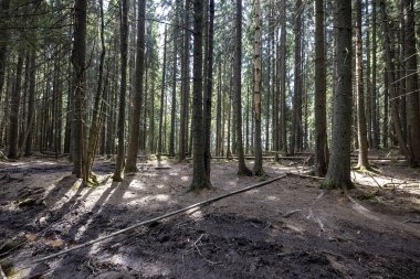 Ukrayna Karpatlarının Dağ Ormanı.