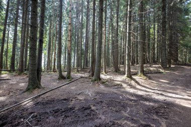 Ukrayna Karpatlarının Dağ Ormanı.