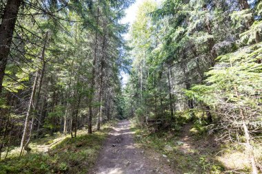 Ukrayna Karpatlarının Dağ Ormanı.