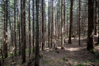 Ukrayna Karpatlarının Dağ Ormanı.