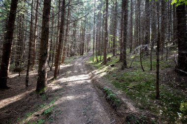 Ukrayna Karpatlarının Dağ Ormanı.