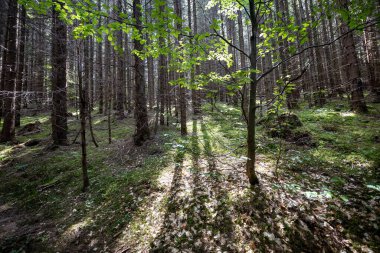 Ukrayna Karpatlarının Dağ Ormanı.
