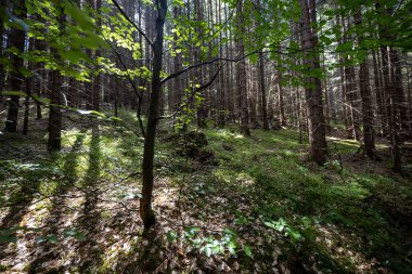 Ukrayna Karpatlarının Dağ Ormanı.