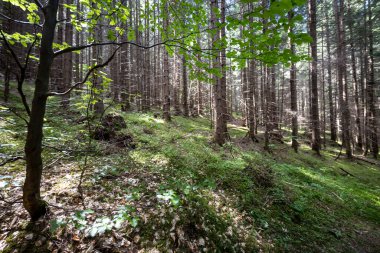Ukrayna Karpatlarının Dağ Ormanı.