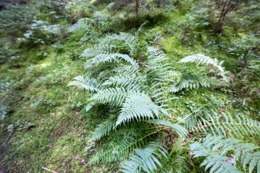Ormanda yeşil eğrelti otu yaprağı. Makro görünümü kapat.
