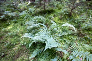 Ormanda yeşil eğrelti otu yaprağı. Makro görünümü kapat.