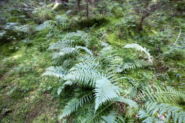 Ormanda yeşil eğrelti otu yaprağı. Makro görünümü kapat.