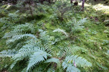 Ormanda yeşil eğrelti otu yaprağı. Makro görünümü kapat.