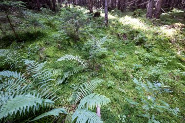 Ormanda yeşil eğrelti otu yaprağı. Makro görünümü kapat.
