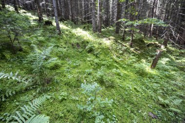 Yazın yeşil orman. Makro görünümü kapat.