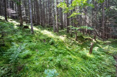 Yazın yeşil orman. Makro görünümü kapat.