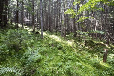 Ukrayna Karpatlarının Dağ Ormanı.