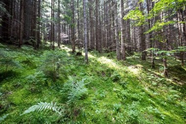 Ukrayna Karpatlarının Dağ Ormanı.