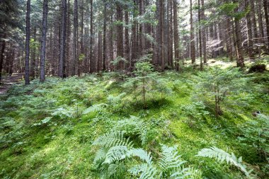 Ukrayna Karpatlarının Dağ Ormanı.