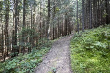 Bir yaz günü Ukrayna Karpatları 'nda toprak dağ yolu.