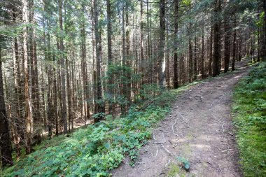 Bir yaz günü Ukrayna Karpatları 'nda toprak dağ yolu.
