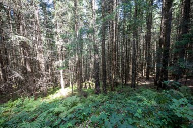 Ukrayna Karpatlarının Dağ Ormanı.