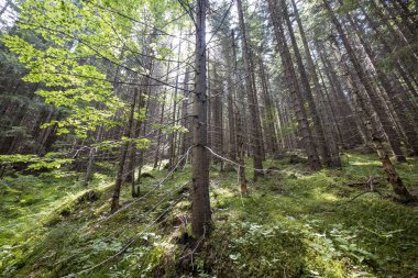 Ukrayna Karpatlarının Dağ Ormanı.