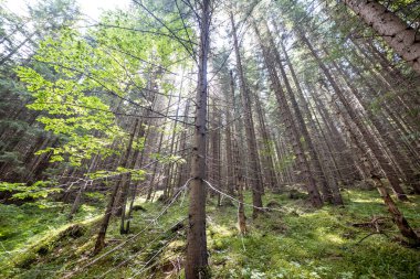 Ukrayna Karpatlarının Dağ Ormanı.