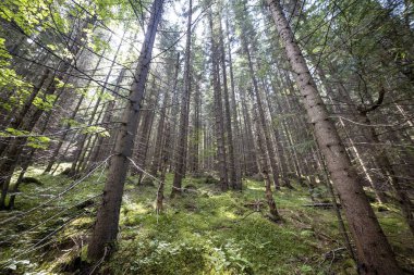 Ukrayna Karpatlarının Dağ Ormanı.