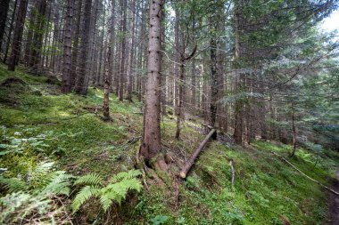 Ukrayna Karpatlarının Dağ Ormanı.
