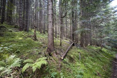 Ukrayna Karpatlarının Dağ Ormanı.