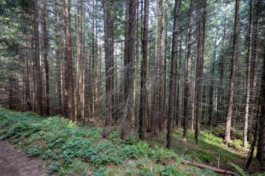 Ukrayna Karpatlarının Dağ Ormanı.