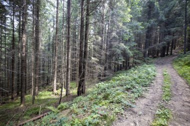Ukrayna Karpatlarının Dağ Ormanı.