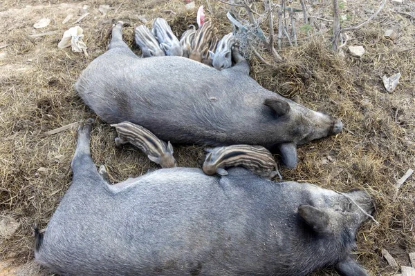 Female Wild Boar Children — Stock Photo, Image